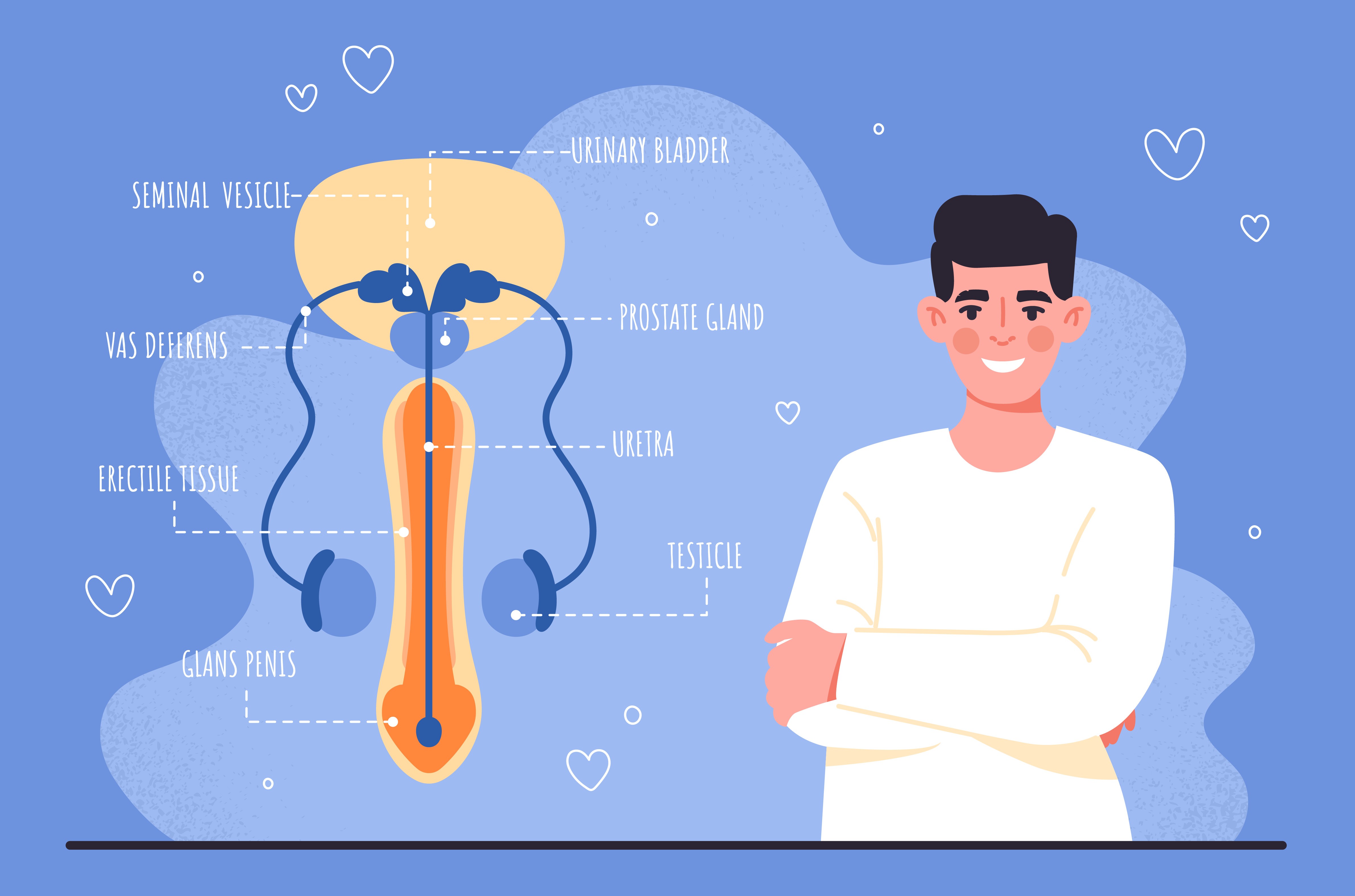 L'hypertrophie bénigne de la prostate